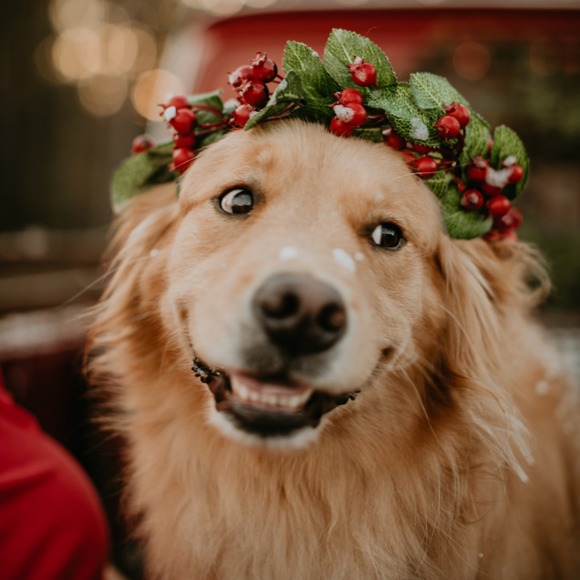 i_love_goldens
